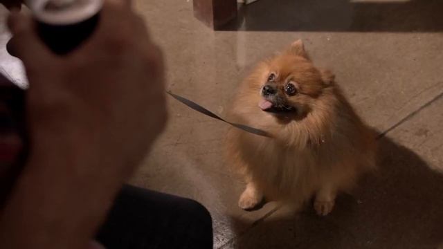 Shameless - Что делать со шпицем!? смотреть онлайн