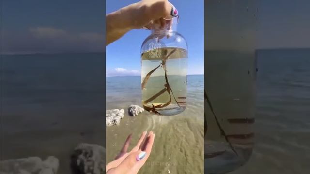 Морские существа найдены на берегу! 🔞😳
