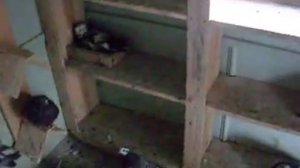 николаевские торцовые голуби 2