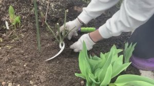 Весенняя посадка розы | роза Вэддинг Белз (Wedding Bells)