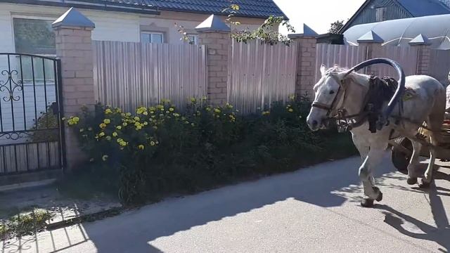 Лошадка скачет смотреть онлайн