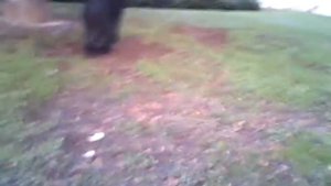 Дикий кабан в городе!