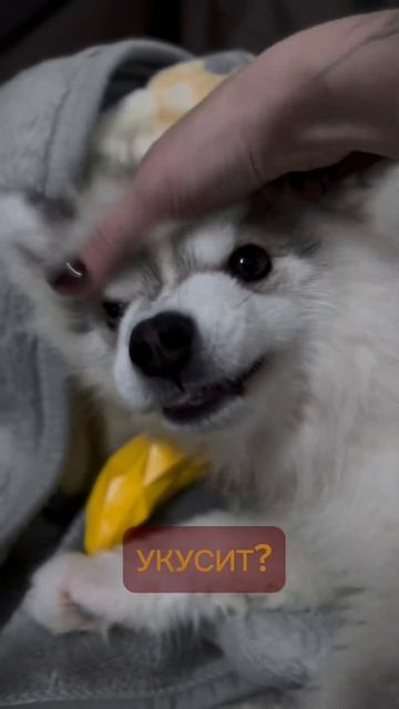 Волк зубами щёлк! pomsky помски щенок хаски волк wolf demon шпиц baby