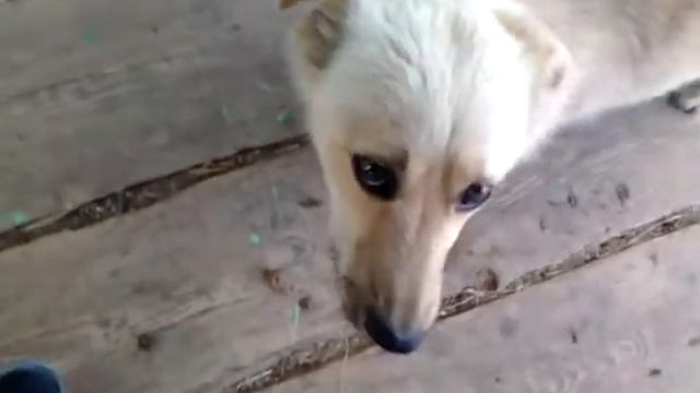 собака жрёт чипс!!! смотреть онлайн