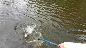 Не просто завести сильную форель в подсак. Клёвое место, Лосиный остров, спорт-зона.