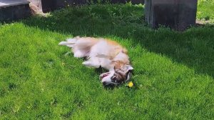 Две собакигуляки-втравеваляки. Шуля & Фокс | Передержка собак Ростов