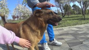 Прогулялись с Мухтаром .