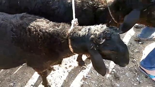 Андижон Жалакудук мол бозор 10 май 2019