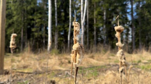Живое видео   21. Просто смотри просто чувствуй.