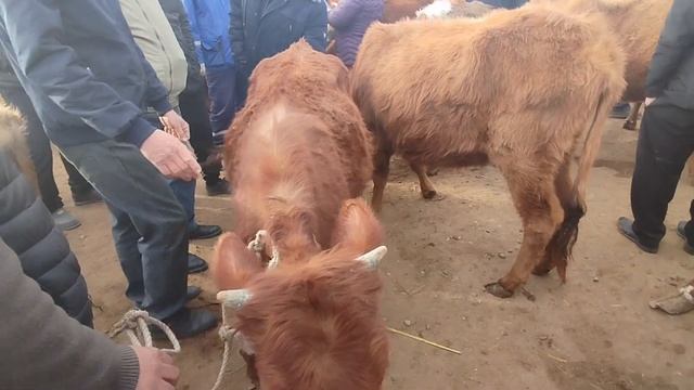 31-МАРТ 2024-ЖЫЛ/ХОЖЕЛИ МАЛ БАЗАР/СКОТНЫЙ РЫНОК/BUQALAR/BIGGEST BULLS IN THE WORLD/BIGG BULLS