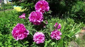 Пион Офелия / Peony Ofeliya - Сад на Волхове