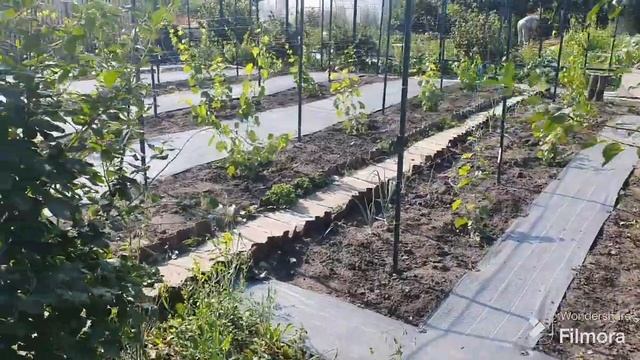 254. Убрал чеснок. Обрезал бутоны у роз. смотреть онлайн