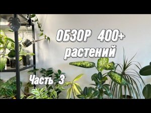ОБЗОР 400+ РАСТЕНИЙ | Часть 3