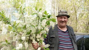УЕХАЛИ А НАЗАД ВОЗВРАЩАЮТСЯ НЕ ХОЧЕТСЯ
НАРВАЛИ ЧЕРЁМУХИ