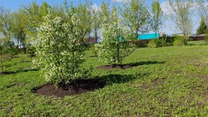 Весна в деревне, все цветет, черемуха, деревенский уют, прогулка по деревне, жизнь в деревне