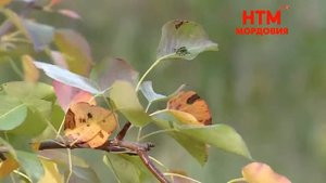 Сортоиспытательная станция