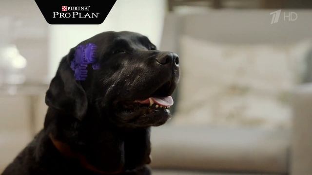Реклама Purina Pro Plan Optiage ждя пожилых собак смотреть онлайн