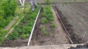Благодаря этому секрету в СССР клубнику везли с полей КамаЗами