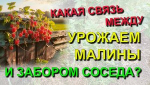 ✅ Какая связь между урожаем малины и забором соседа