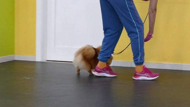 Стеша первый раз на занятии с хендлером смотреть онлайн