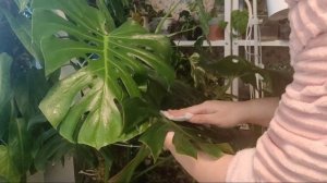 Как сделать глянцевые листья у растений