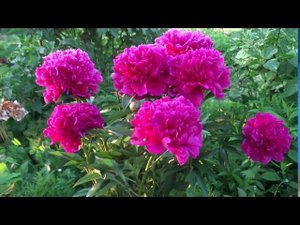Пион СВИТОЧ - Paeonia SVITOCH: обзор, описание, цветение, отзыв
