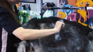 Груминг "Эксперсс линька" Хаски