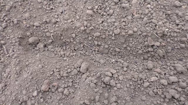 Посев семян лука (чернушки) для выращивания лука севка