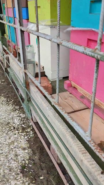 Краснодарский край. Пчелы облетаются 7 февраля. 😄 смотреть онлайн