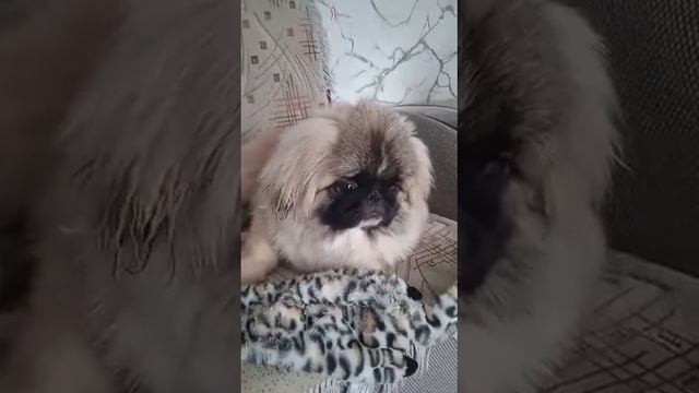 Самый красивый во дворе смотреть онлайн