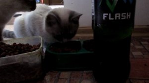 Зотов Ванька - Никого не жалко (Ленинград cover)