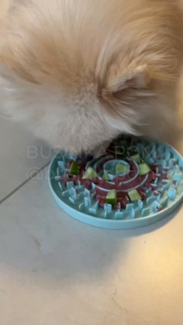 Буся #шпиц ест паштет с огурцом #dog #cutepomeranian #собака #померанскийшпиц #смешныеживотные смотреть онлайн