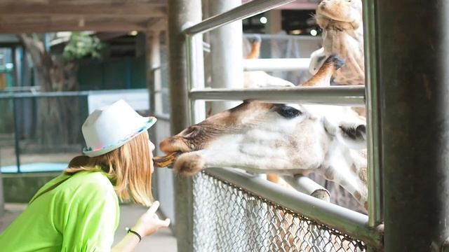 ПаттайяЗверская обзорная