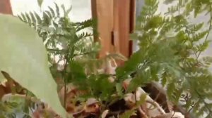 VID-20250426-WA0110.mp4Папоротники