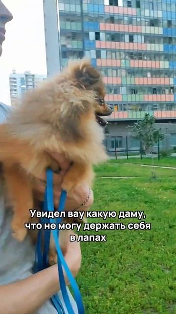 Не могу держать себя в лапах, хочу любви 💗 #шпиц #шпицпомеранский #шпицмишка