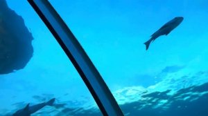 Ужин в ресторане под водой. Ресторан «5,8». Остров Hurawalhi. Мальдивы