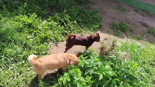 #puppy #миничихуахуа Назар #купитьчихуахуа 89215950848 #продам_щенка_чихуа ЕСТЬ доставка смотреть онлайн