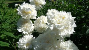 Пион Мунглоу (Moonglow) -  Rosefield,1939, USA.