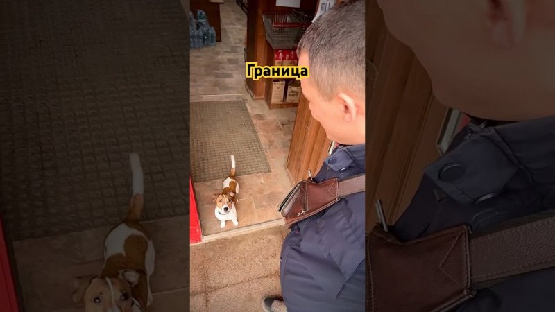 Граница #собака #dog #джекрассел #jackrussell