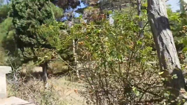 Зной, +36 в тени, а у меня есть спасатель от жары #эллапанкратова #евпатория #крым смотреть онлайн