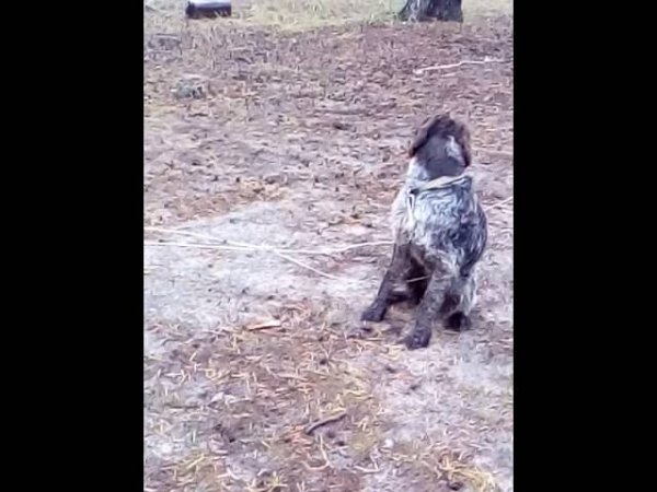 дрессировка дратхаар