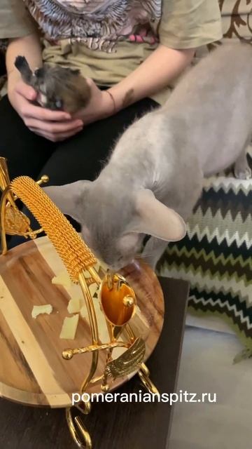 Померашка пока не сыроежка но скоро будет