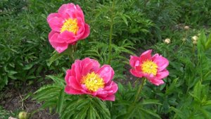 Пион Лавелинд Маттар -  Lovelind Mattar   Hollingsworth 2004