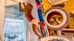 Люська добралась до распаковки и стала просто лезть на голые стены