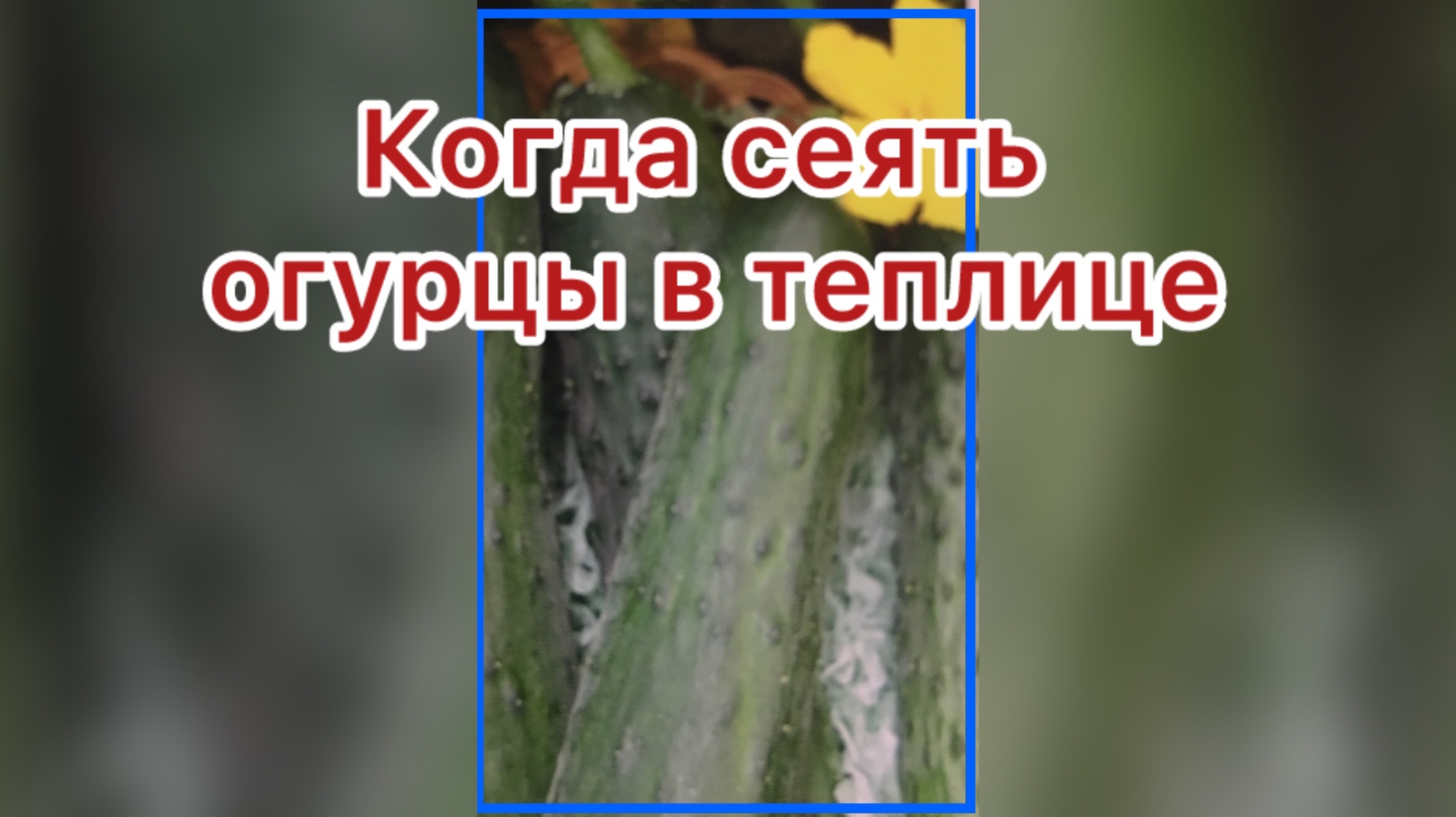 Огурцы высадил в теплице- проверка на всхожесть и выносливость