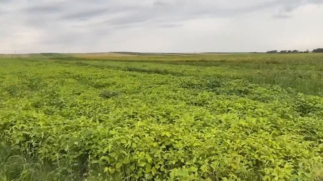 Таку оранку не стидно і людям показати‼️Оранка стерні МТЗ 80❌ смотреть онлайн