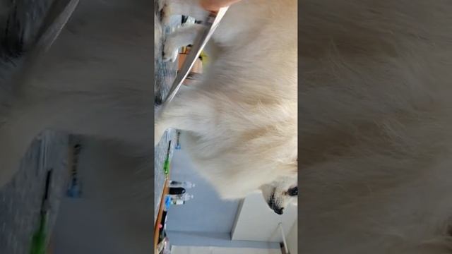 попа шпица смотреть онлайн