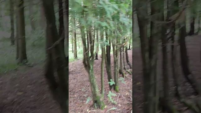 Дендропарк в Переславле Залесском смотреть онлайн