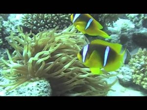 сафари 2015  2