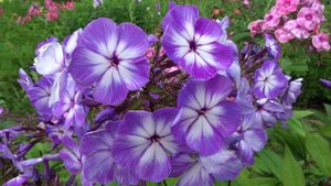 Флокс метельчатый Царь Салтан  -  В.В. Корчагин, В.Г. Борисова, 2013.